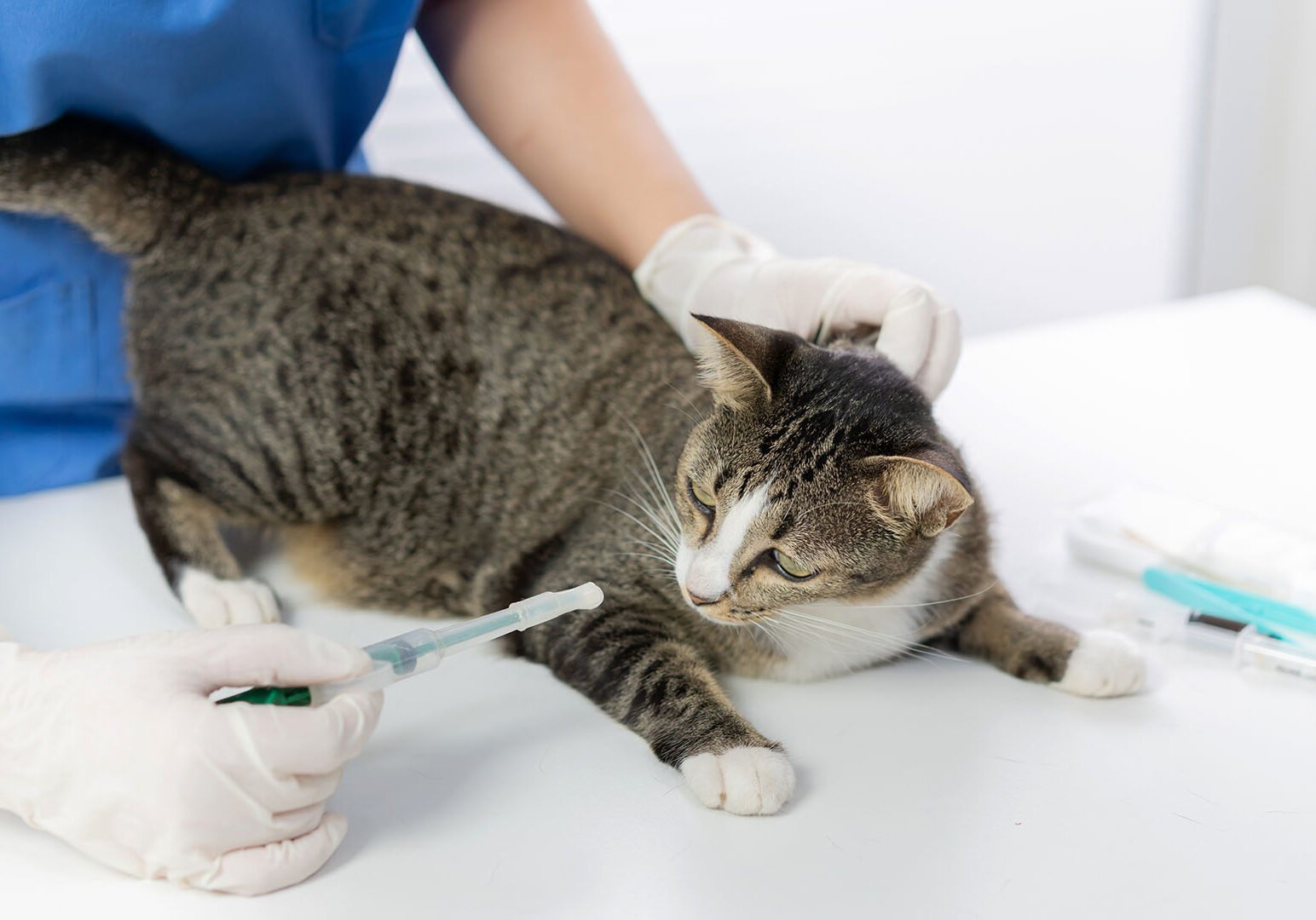 Kenyon Veterinary Clinic, 109 Forest Street: photo 3