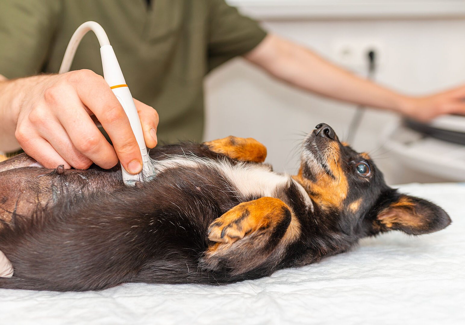 Kenyon Veterinary Clinic, 109 Forest Street: photo 4